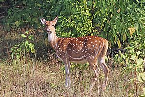 Spotted deer (Axis axis) female.jpg