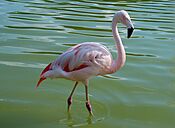 Westfalenpark-100821-17767-Flamingo.jpg