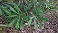 Banksia integrifolia subsp. monticola leaves (8668633194)