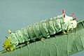 Callosamia promethea larva