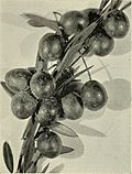 Descriptive catalogue of deciduous fruit trees, citrus trees, olive trees, and grape vines - ornamental trees, shrubs and roses (1902) (20257197963).jpg