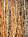 Eucalyptus macrorhyncha Stringy bark