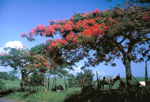 Flame tree and cows, Rio Grande, Puerto Rico