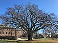 Great Elm at Phillips Academy, Andover, MA - November 2019