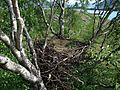 Haliaeetus albicilla empty nest