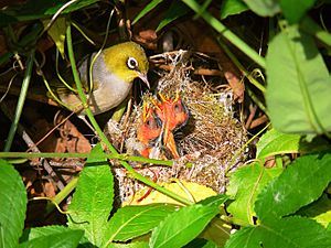 Silvereye nest feeding chicks