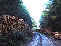 Softwood log piles in Chepstow Park Wood - geograph.org.uk - 1044640