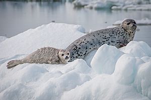 Spotted seal mother and pup in the Bering Sea