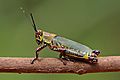Variegated grasshopper (Zonocerus variegatus)