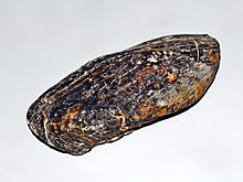 Bakevelliidae - Gervillia inflata
