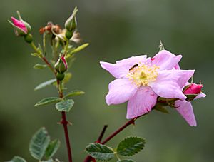 California wild rose