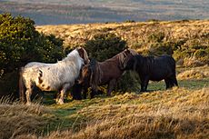 Dartmoor ponies sheltering behind gorse