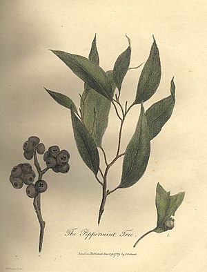 Eucalyptus piperita (White's Voyage)
