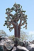 Giant Prickly Pear Cactus (Opuntia echios) - Santa Fe Island - Galápagos Islands - Pacific Ocean - 14 Sept. 2011 - (1).jpg