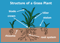 Grass-plant-structure