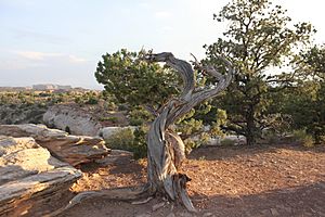 Juniperus Osteosperma in Canyonlands National Park, Utah