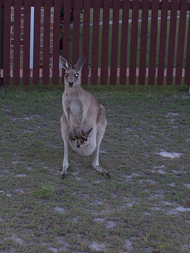 Kangaroo with Joey at Woodgate Queensland.jpg