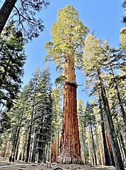 McKinley Tree, Sequoia National Park - June 2022