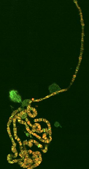 Polyten chromosome