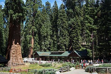 United States - California - Sequoia National Park - 09