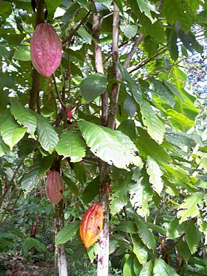 Cacao fruits on tree - Guadeloupe