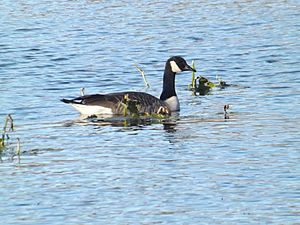 Goose in Lake Towhee