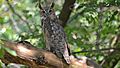 Great Horned Owl (8457397428)
