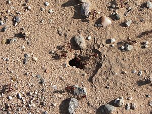 Harvester ant hole