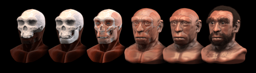 Homo heidelbergensis - forensic facial reconstruction