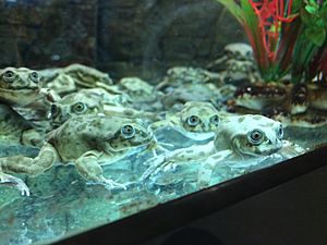 Lake Titicaca frogs in Denver Zoo's Tropical Discovery, Aug 2018
