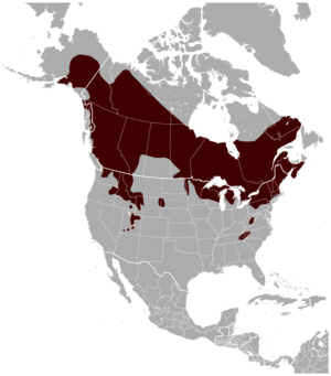 Northern flying squirrel Glaucomys sabrinus distribution map.png