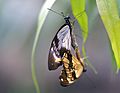 Papilio dardanus mating