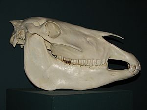 Przewalski horse skull 01