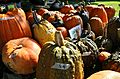 Soham pumpkin fair