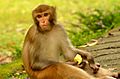 An Indian monkey (bandar) in Malsi Deer Park (photo - Jim Ankan Deka)