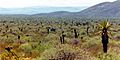 Chihuahua Desert SW of Tula, Municipality of Tula, Tamaulipas, Mexico (24 September 2003)