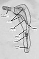 Corynosoma drawing