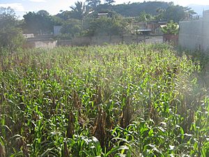 Cultivo de maiz de El Progreso