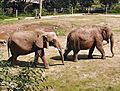 Elephant.pair.750pix