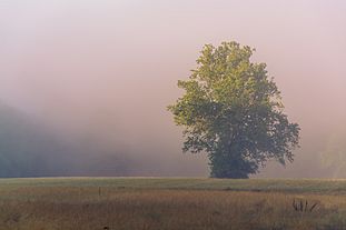 First State National Historic Park Misty Field by Greg Young