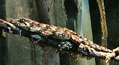 Forest gecko, Hoplodactylus granulatus