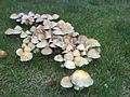 Fungi in Heaton Park