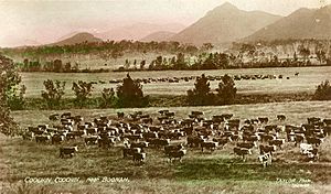 Herds of cattle grazing on Coochin Coochin station ca. 1909