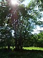 Loantaka Brook Reservation bikeway tree with sunlight breaking through