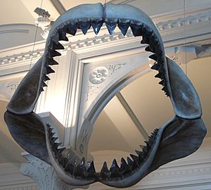 Megalodon shark jaws museum of natural history 068