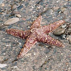 Ochre sea star on beach, Olympic National Park USA