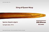 Sting of Queen Wasp