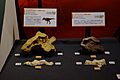 Tarbosaurus and Iguanodon Braincase