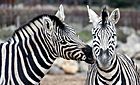 Two zebras in Colchester Zoo - Flickr.jpg