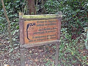 127 Cotton-top tamarin extinction Tayrona Colombia